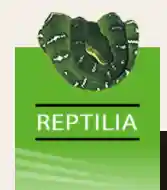 reptilia.nl